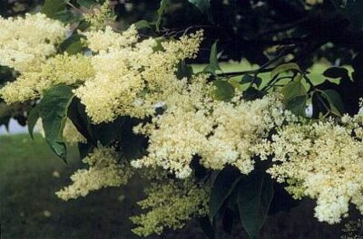 Syringa reticulata lilla giapponese