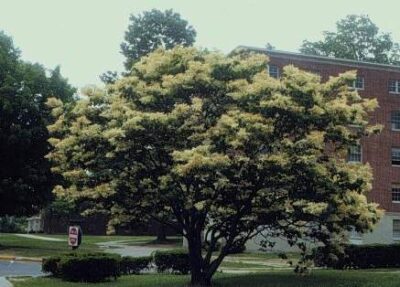 Syringa reticulata lilla giapponese
