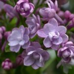 Syringa vulgaris 'Michel Buchner'