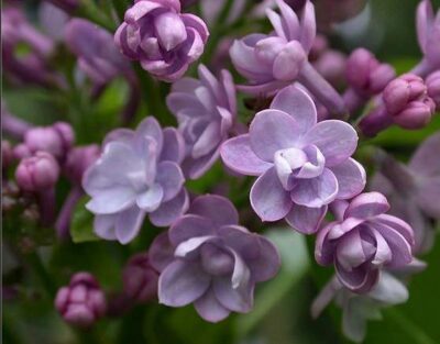 Syringa vulgaris 'Michel Buchner'