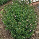 10717_01 Teucrium chamaedrys Camedrio