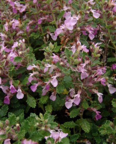 10717_02 Teucrium chamaedrys Camedrio