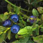 Mirtillo Blu