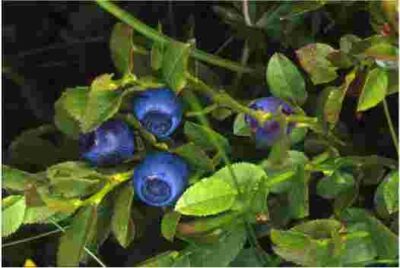 Mirtillo Blu