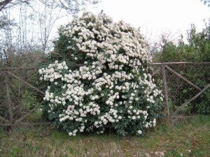Viburnum tinus