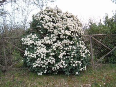 Viburnum tinus