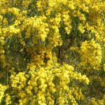 10768_01 Acacia saligna Mimosa