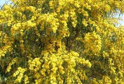 10768_01 Acacia saligna Mimosa