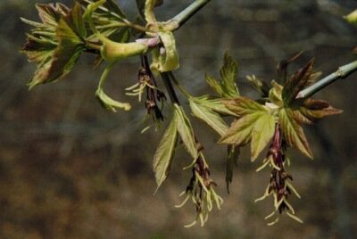 10781_03 Acer negundo
