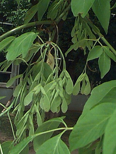 10781_04 Acer negundo frutti