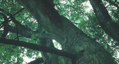 10788_02 Acer saccharinum tronco