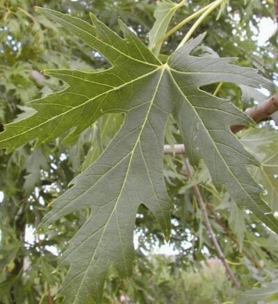 10788_04 Acer saccharinum var. Wieri