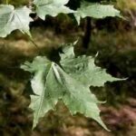 10789_01 Acer saccharum