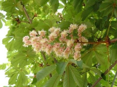 10795_02 Aesculus hippocastanum Baumannii