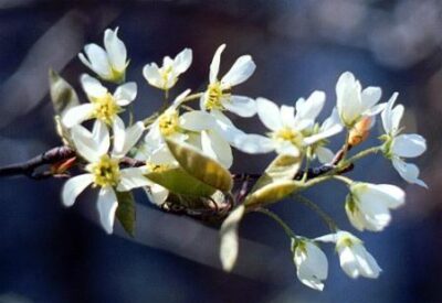 10807_04 Amelanchier canadensis
