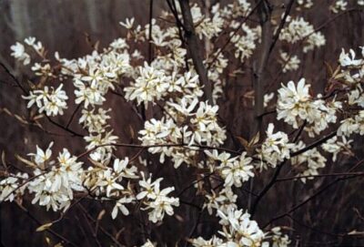 10807_05 Amelanchier canadensis