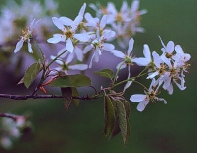 10807_06 Amelanchier canadensis