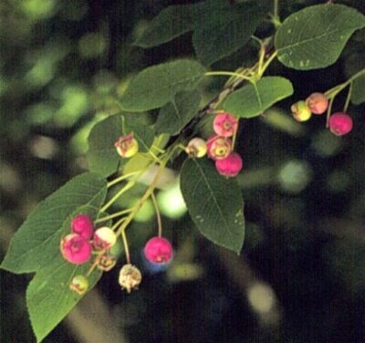 10807_07 Amelanchier canadensis