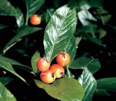 10868_03 Crataegus lavallei