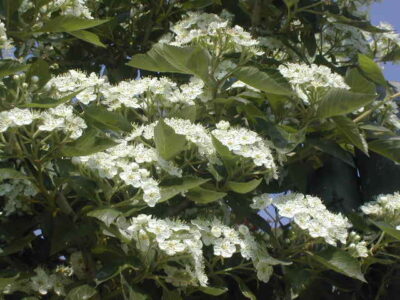 BIANCOSPINO Crataegus lavallei Carrierei - immagine 5