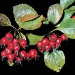 10870_01 Crataegus crus galli Lazzarolo