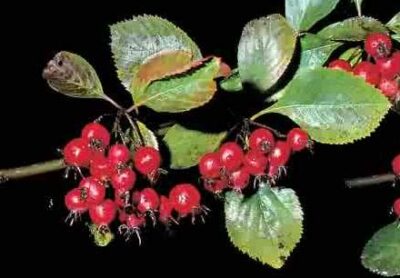 10870_01 Crataegus crus galli Lazzarolo