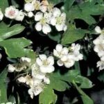10871_01 Crataegus monogyna Biancospino