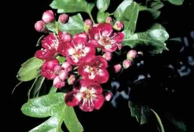 10872_03 Crataegus oxyacantha Crimson Cloud