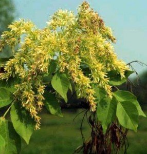 Fraxinus ornus - fiori