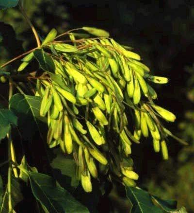10903_03 Fraxinus ornus frutti