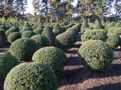 Ilex crenata 'Glory Gem' - immagine 2