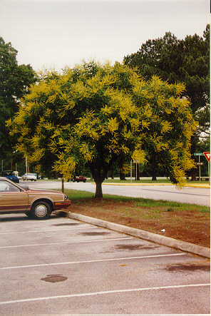10923_02 Koelreuteria paniculata