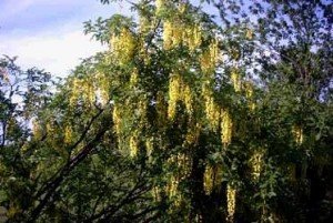 Laburnum anagyroides