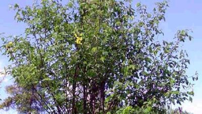 10926_02 Laburnum anagyroides