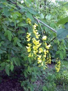 Fiori di Laburnum anagyroides