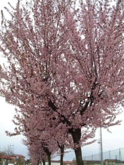 11013_02 Prunus cerasifera Pissardii