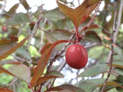 11013_04 Prunus cerasifera Pissardii