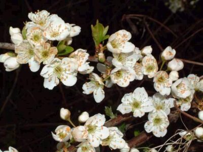 11013_05 Prunus cerasifera fiore