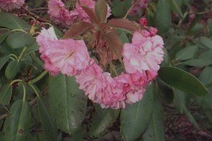 11022_03 Prunus serrulata fiori di Kanzan