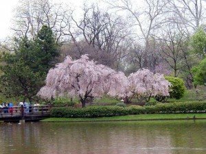 11024_06 Prunus subhirtella