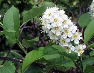 Fiore Prunus virginiana 'Schubert'