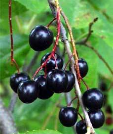 Frutto Prunus virginiana 'Schubert'