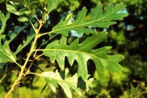 11039_02 Quercus cerris