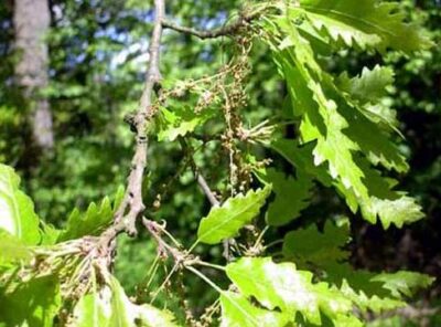 11039_03 Quercus cerris