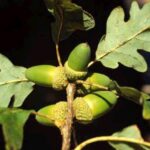 11045_01 Quercus petraea ROVERE