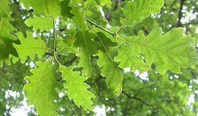 11048_03 Quercus robur