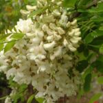11055_01 Robinia pseudoacacia