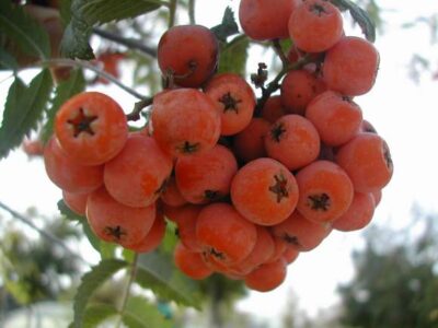11079_02 Sorbus aucuparia