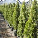 Thuja orientalis 'Pyramidalis Aurea'