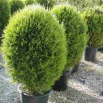 Thuja orientalis 'Aurea Nana'